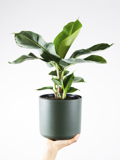 Platanera o Musa | Altura 100cm - Maceta 21cm