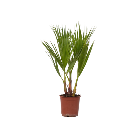 Palmera Mexicana - Washingtonia Robusta - Altura 50-60cm - ⌀15cm_0