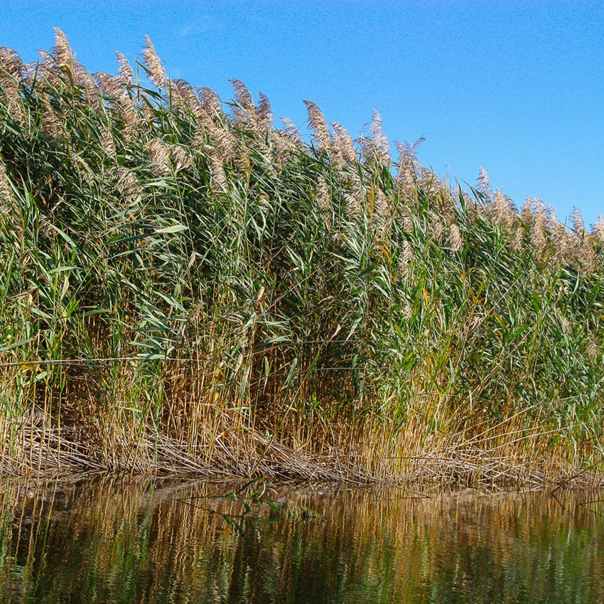 Carrizo - Phragmites Australis - Set De 4 Con Cesta_1