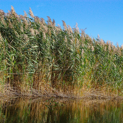 Carrizo - Phragmites Australis - 12 Plantas_1