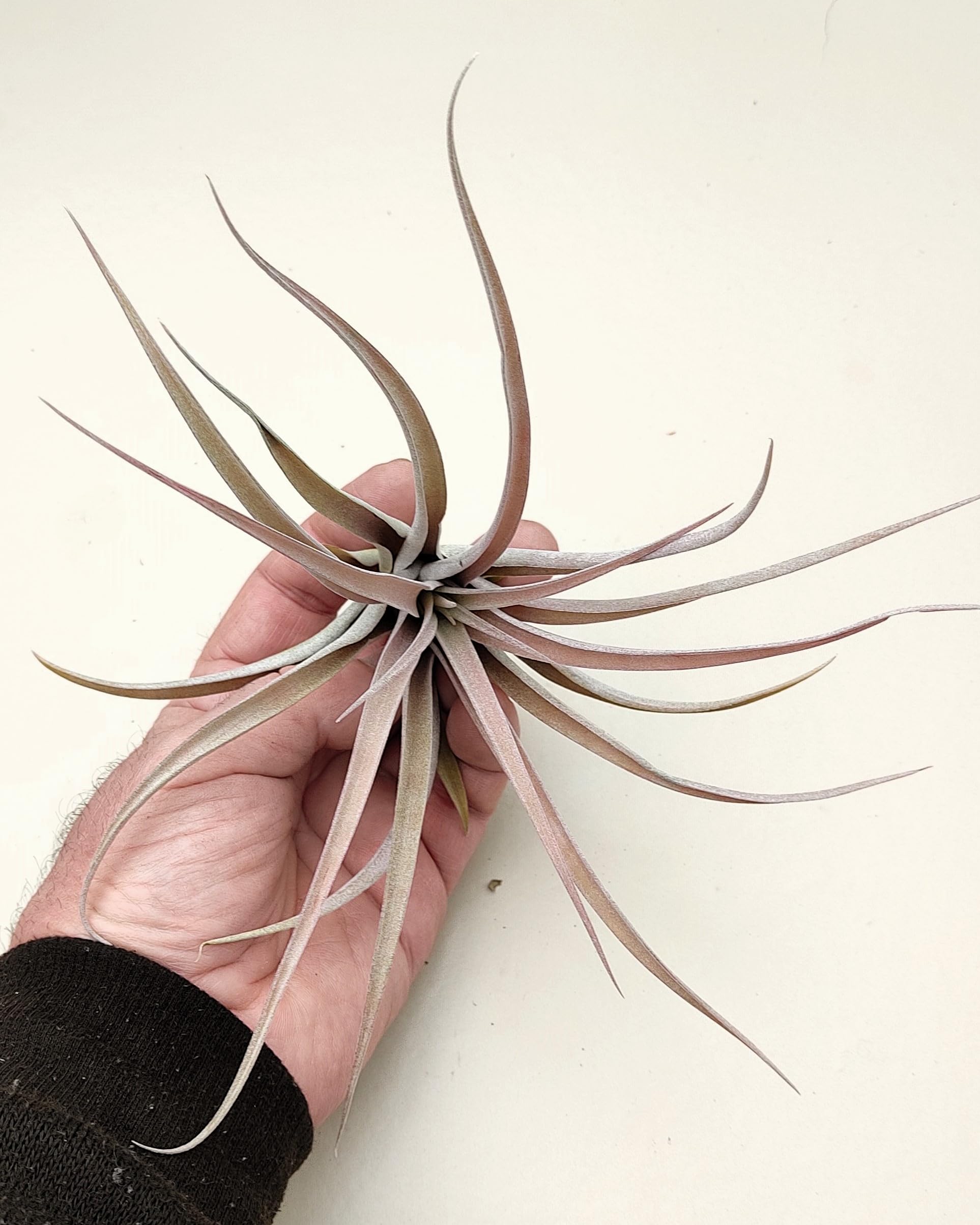 Tillandsia capitata 'Peach'; tillandsia melocotón, planta del aire; Curiosarium; altura 10-20 cm, Diámetro 12-25 cm_4