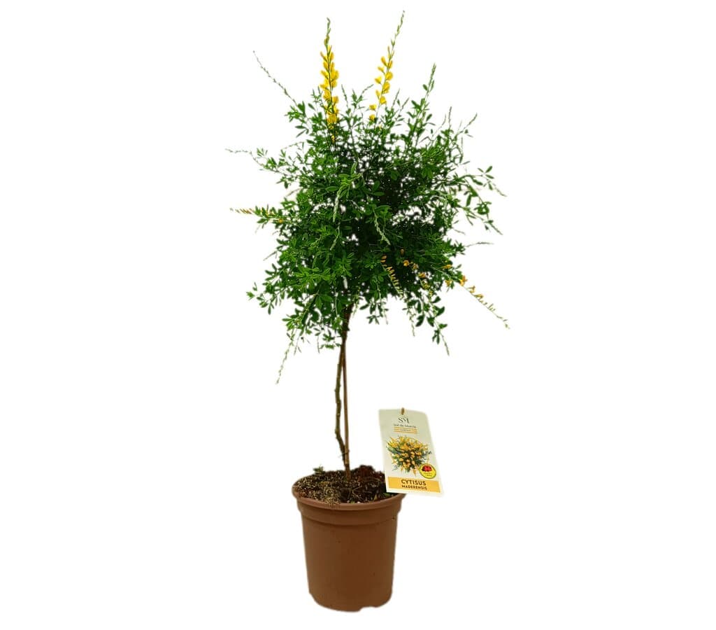 Cytisus Maderensis Copa M20 70-80cm_0