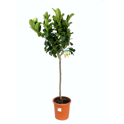 Limon Mano De Buda Copa M26 140cm_0