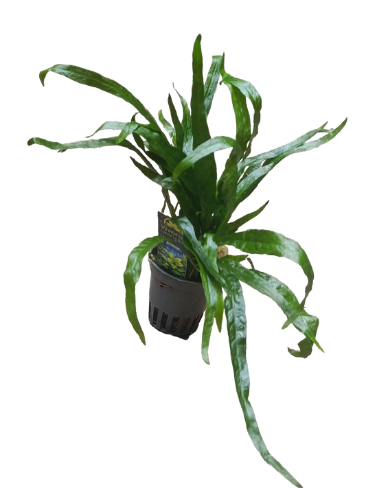 Planta Acuatica Microsorium Narrow Para Acuario Y Terrario Ø5_0