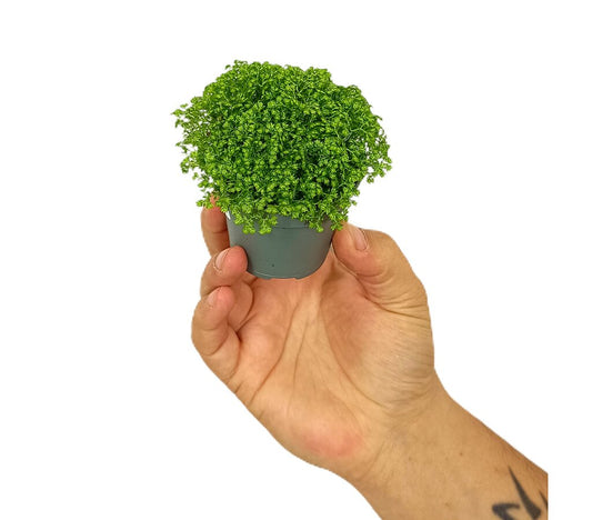 Selaginella Apoda M6_0