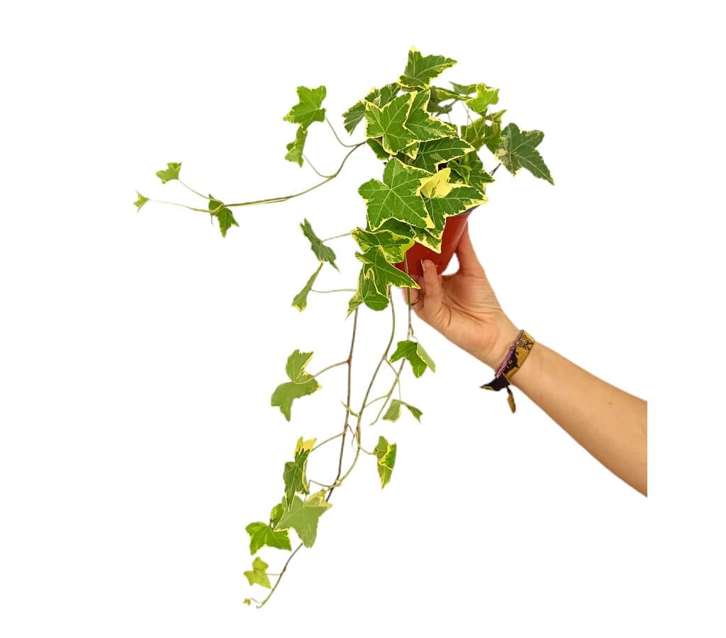Hedera Helix M8_0