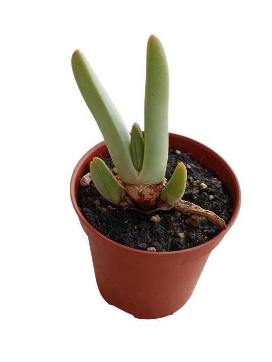 Cheiridopsis Denticulata Planta Suculenta Ø5 Muy Curiosa_0