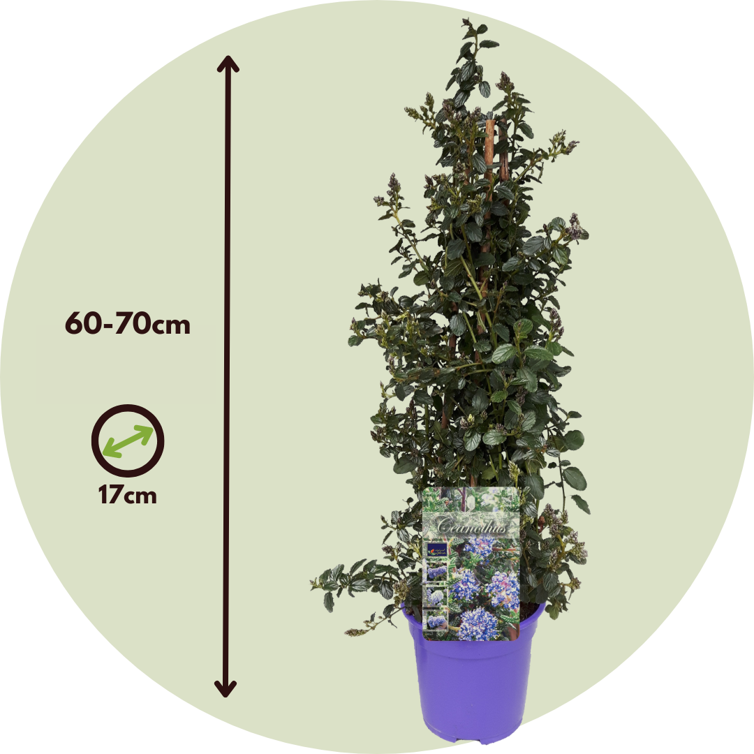 Lila De California - Ceanothus Thyrsiflorus Repens - Altura 60-70cm - ⌀17cm