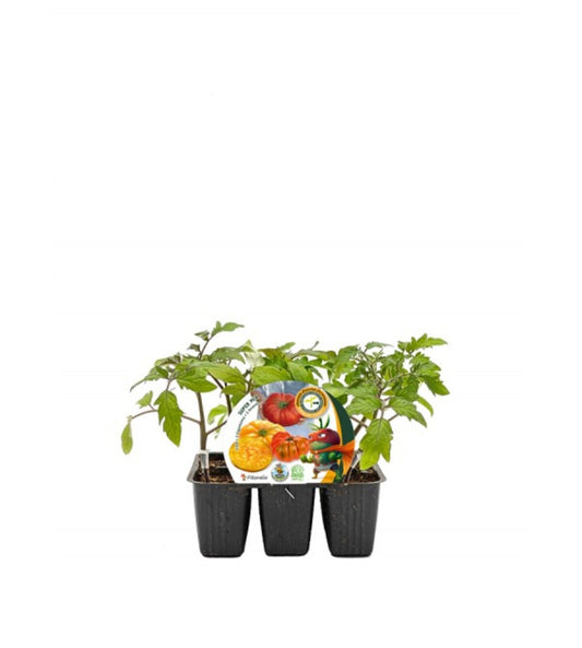 Pack Plantones Tomates Super Mix Injertados E Hibridos 6 Ud. Natural - Fitoralia_0