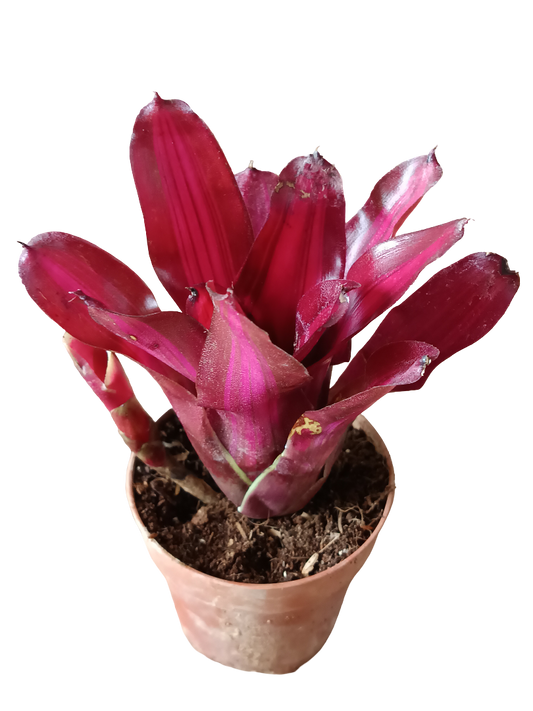 Neoregelia Iris Planta Bromelia De Interior Espectacular_0