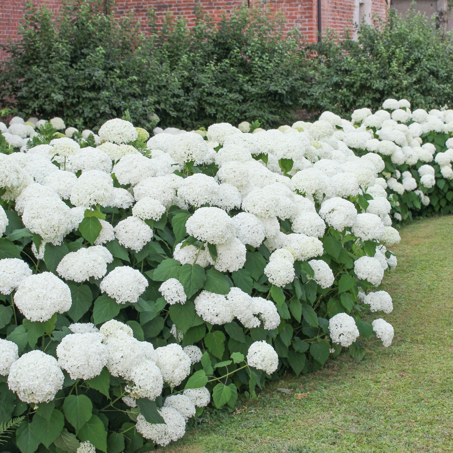 Hortensia - 3 Pzs - Hydrangea Macrophylla 'wudu' - Altura 25-40cm - ⌀9cm