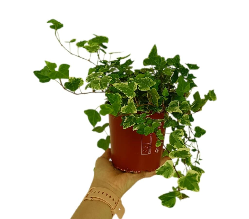 Hedera Helix M13 40cm_0