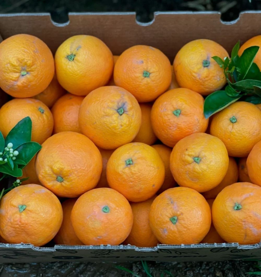 Caja De Naranjas Valencianas Frescas Tropitop 4kg_1