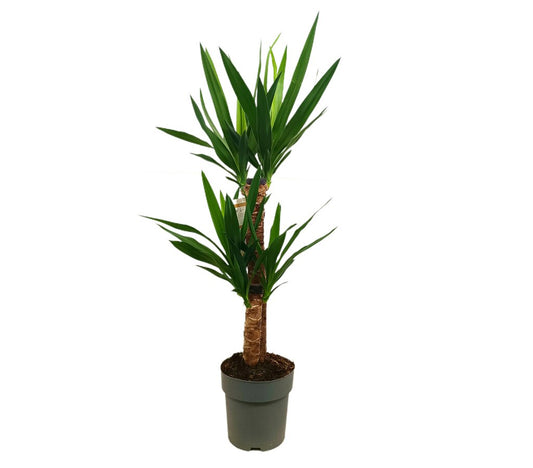 Yucca Elephantipes 2 Troncos 60-30 M17 90cm_0