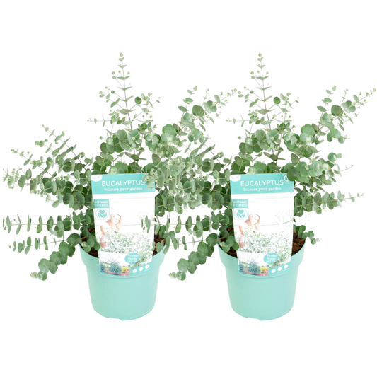 Eucalipto - 2 Pzs - Eucalyptus 'baby Blue' - Altura 40-50cm - ⌀19cm_0