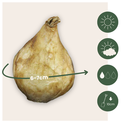 Jacintos De Uva - 50 Pzs - Muscari 'white Magic' - Bulbos De Flores - Blanco