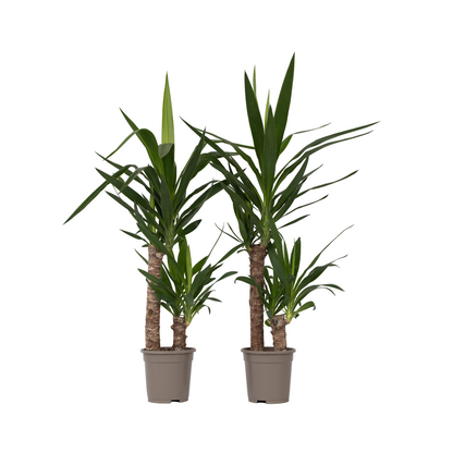 Yuca Pie De Elefante - 2 Pzs - Yucca Elephantipes - Altura 70-80cm - ⌀17cm_0
