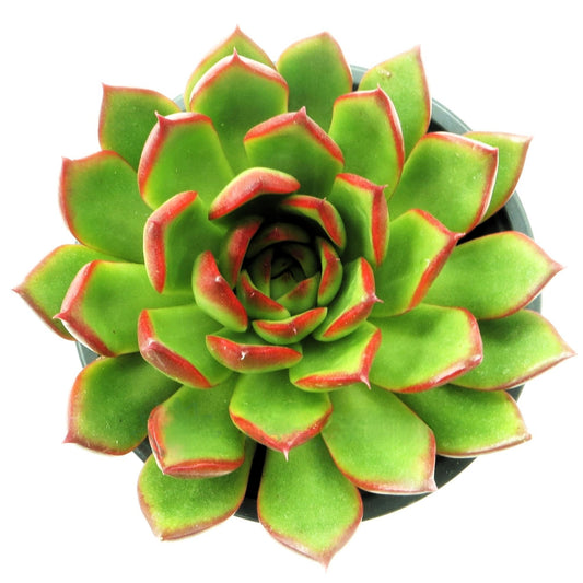 Echeveria Agavoides ‘red Edge’ (echeveria Barra De Labios); Planta Suculenta; Curiosarium; Maceta 10,5 Cm_0