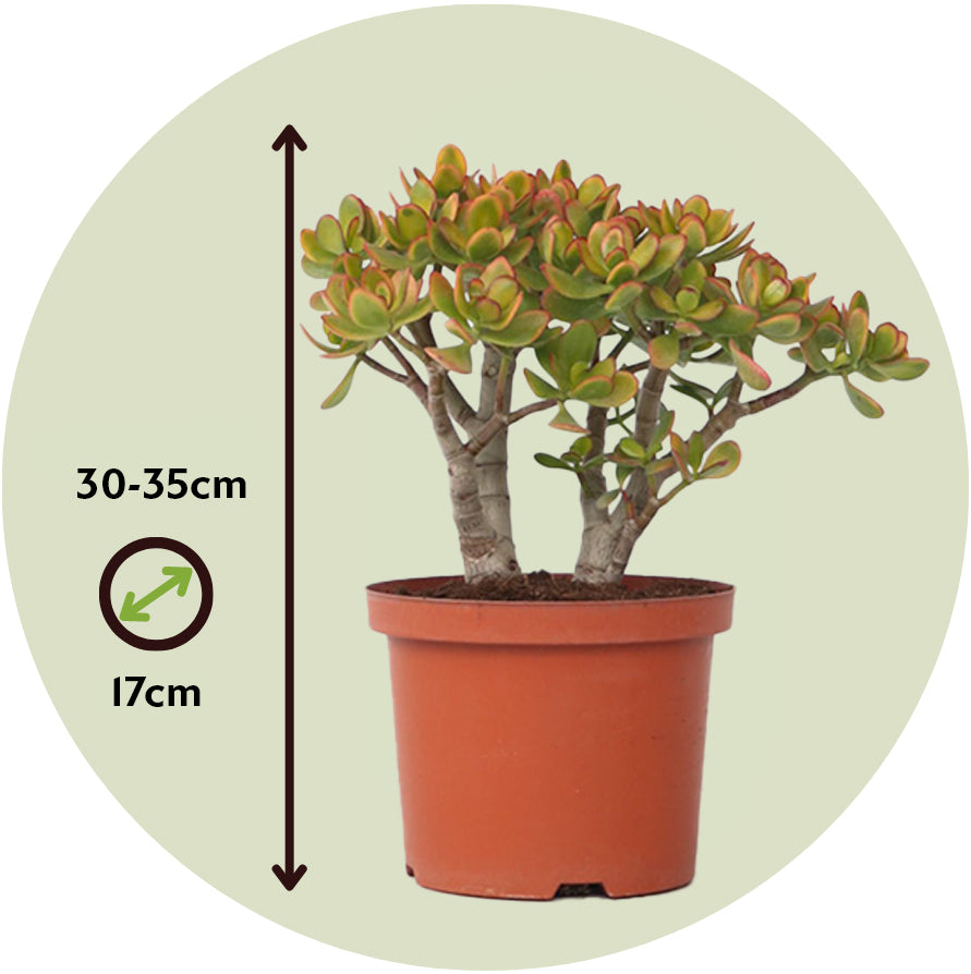 Árbol De Jade - Crassula Ovata 'sunset' - Altura 30-35cm - ⌀17cm