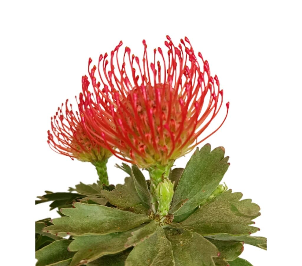 Leucospermum M17 (protea)_4