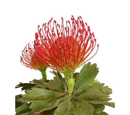 Leucospermum M17 (protea)_4
