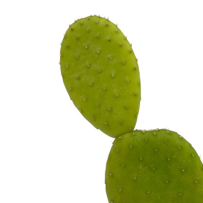 Opuntia Inamoena Cactus Y Suculentas
