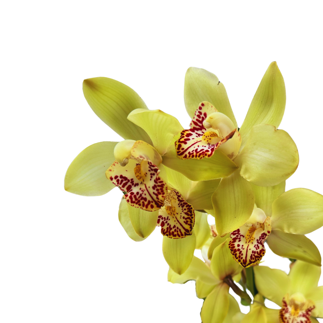 Cymbidium Colores Variados M14_3