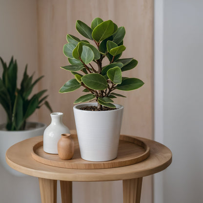 Copey Rosado - 2 Pzs - Clusia Rosea 'princess' - Altura 50-60cm - ⌀17cm