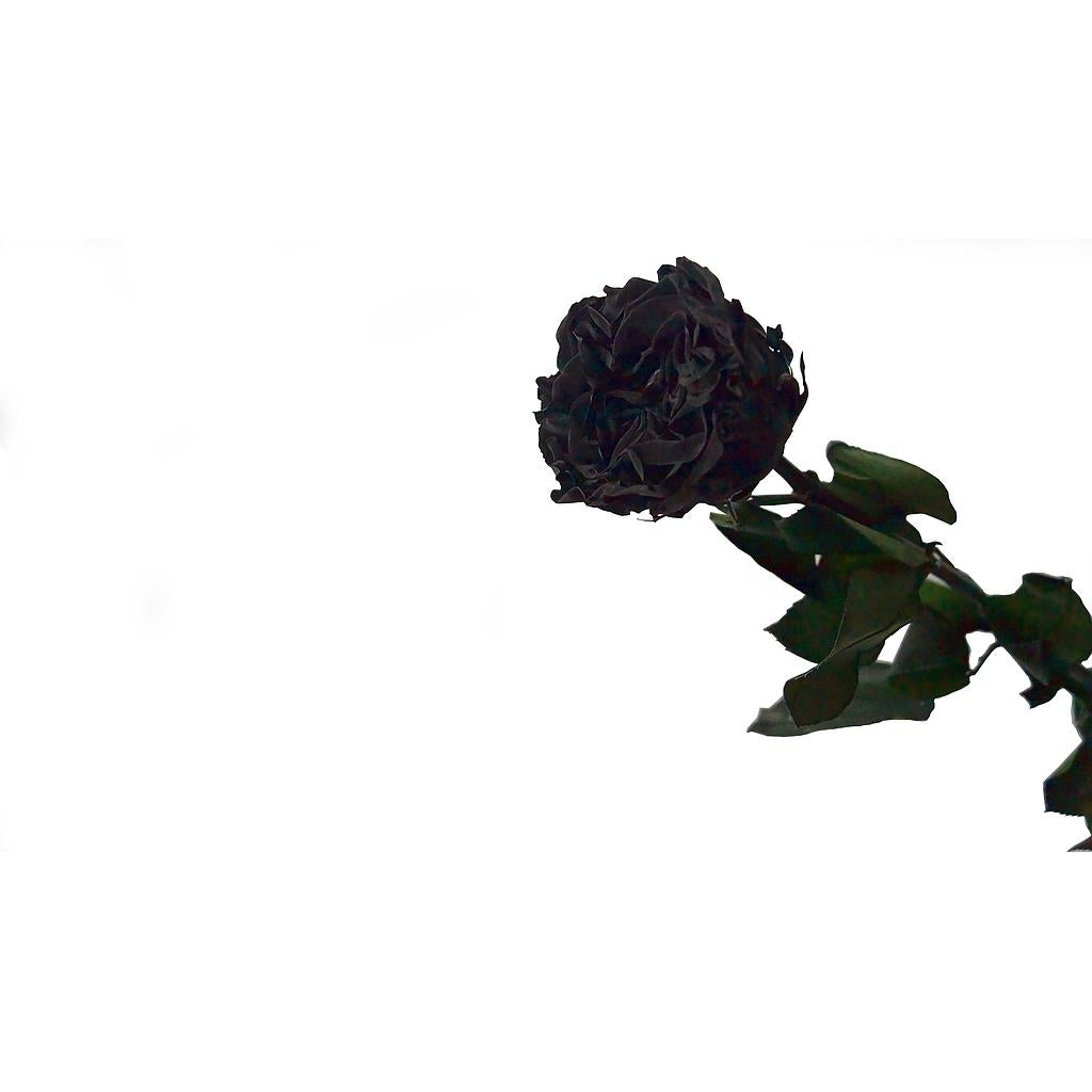 Mundo Eterno Rosa Preservada Romantic Negra 35cm_0