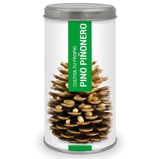 Cultiva tu propio Pino Piñonero Ideal Regalo, Garden Pocket