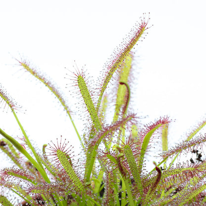 Drosera Capensis M9_1