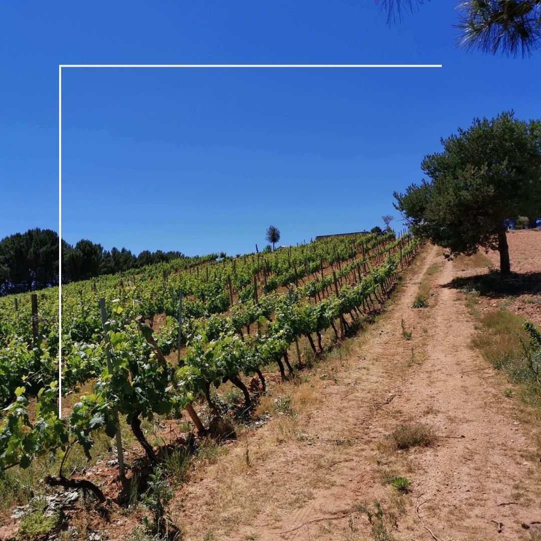 Vino Tinto - Raúl Perez - El Rapolao - La Vizcaína - 2021_2