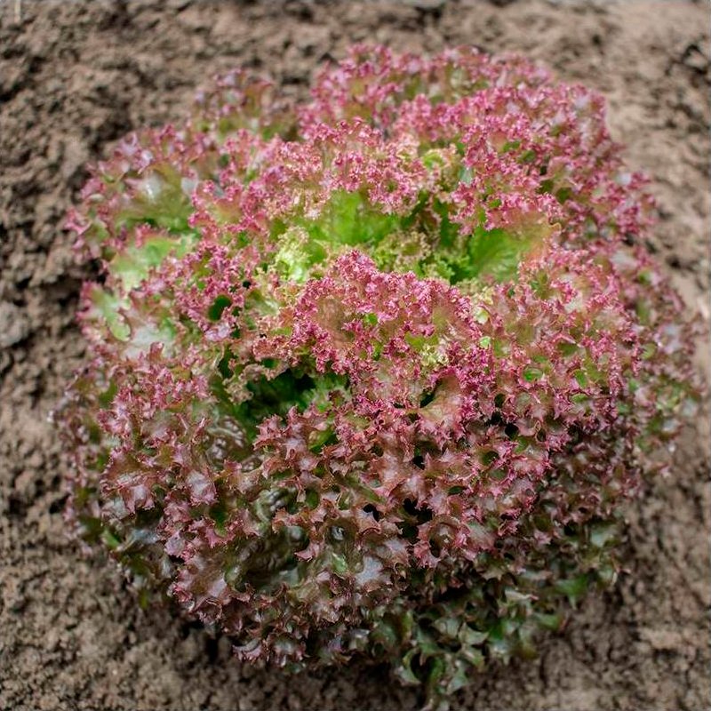 Semillas Lechuga Rizada Lollo Rossa Ecológicas