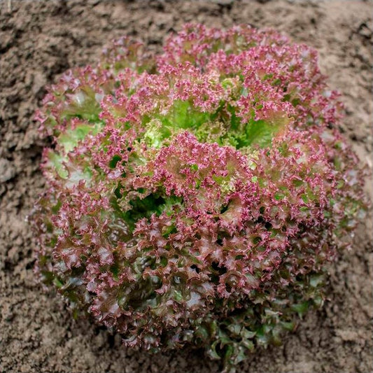 Semillas Lechuga Rizada Lollo Rossa Ecológicas_0