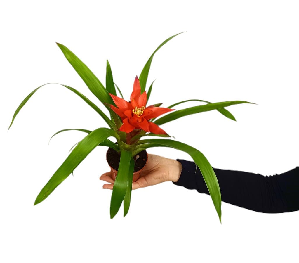 Guzmania Roja M9_0