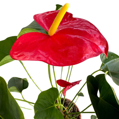 Anthurium De Colores Planta De Interior Con Vistosas Flores