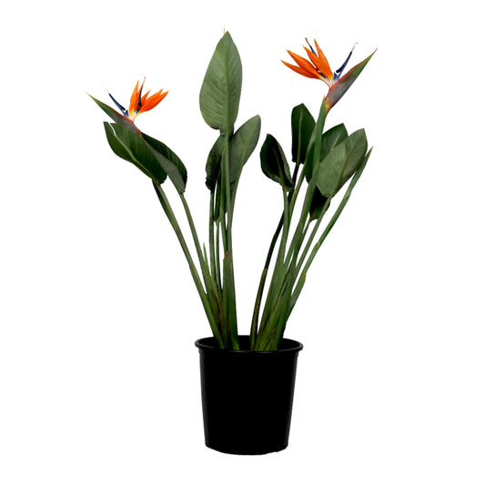 Ave Del Paraíso - Strelitzia Reginae - Con Flores - Altura 70-100cm - Ø19cm