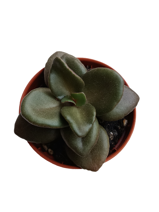 Kalanchoe Garambensis Planta Suculenta Ø5_0