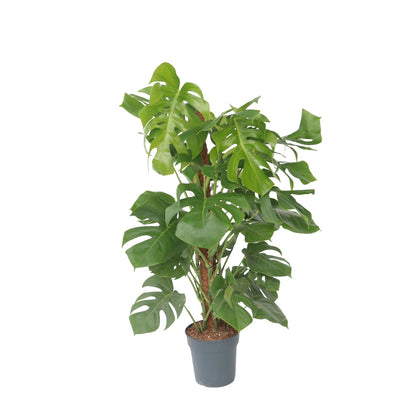 Costilla De Adán - Monstera Deliciosa - Altura 120-130cm - ⌀24cm_0