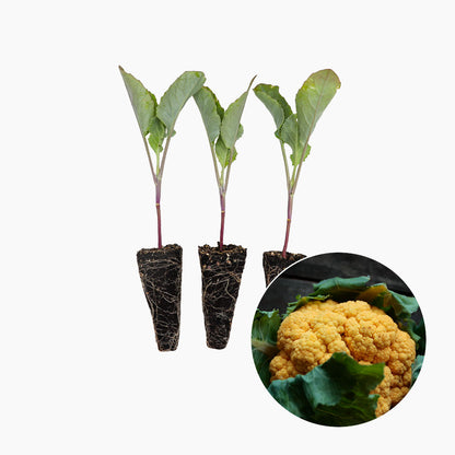 Plantón Coliflor Naranja - Plantabbo 3 Unidades_0