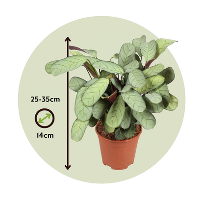 Planta De Oración - 2 Pzs - Ctenanthe 'amagris' - Altura 25-35cm - ⌀14cm