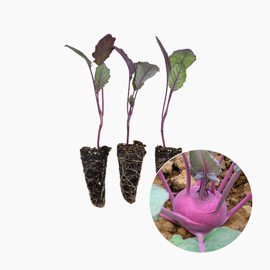 Plantón Colinabo Morado 10 Unidades - PlantaBo_0