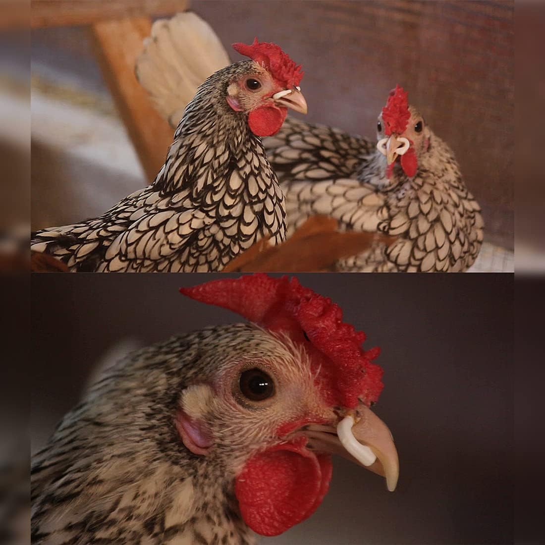 Anillas Antipicaje Para Perdices O Gallinas Y Faisanes Jóvenes (bolsa De 100 Unidades) - Tamaño Pequeño (1,5 Cm)_3