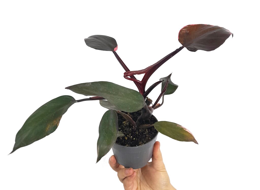 Philodendron Pink Princess M10 20cm_0