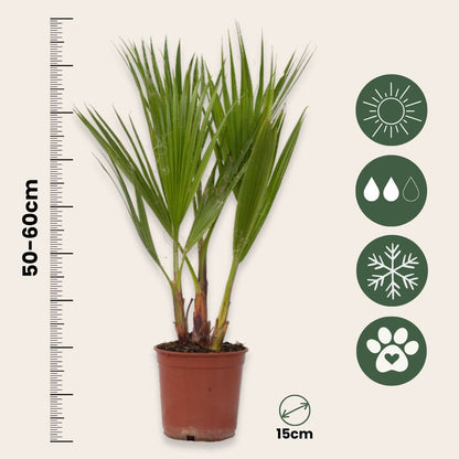 Palmera Mexicana - 2 Pzs - Washingtonia Robusta - Altura 50-60cm - ⌀15cm_2