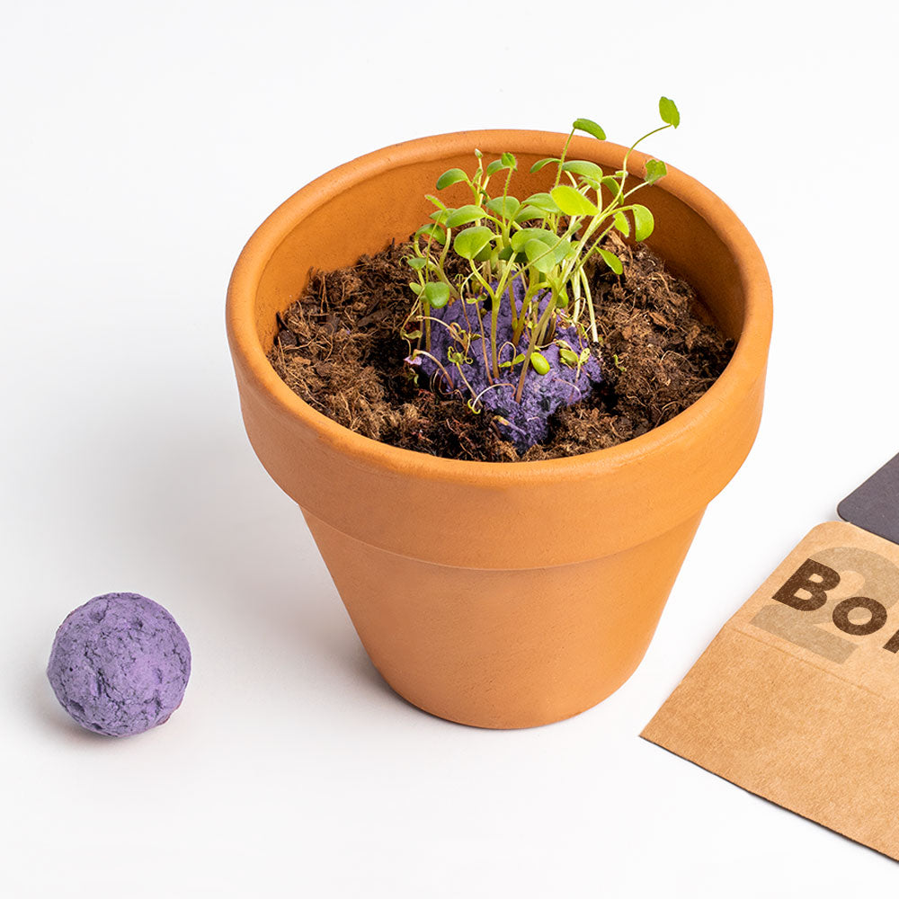Bombas de Biodiversidad – Flores Silvestres Moradas para Polinizadores, Regalo - Resetea_2