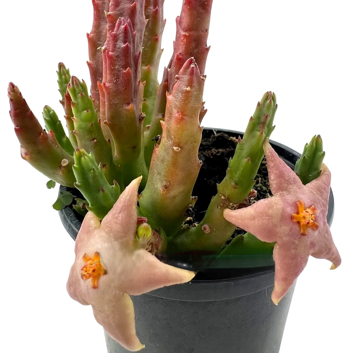 Stapelia Divaricata; Planta Suculenta Con Floración Llamativa, Flor Rosada; Diámetro Maceta 9 Cm_0