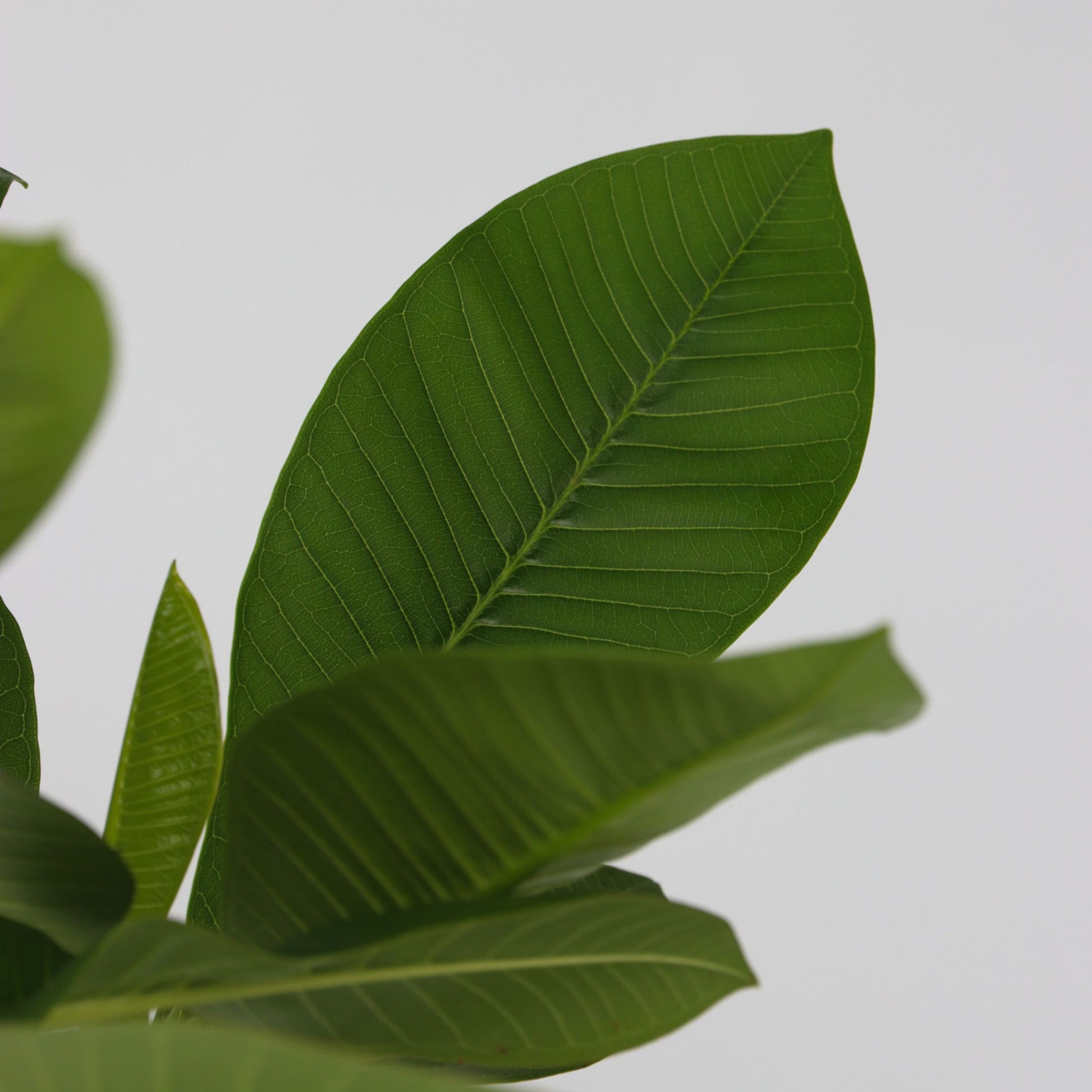 Frangipani - 2 Pzs - Plumeria Rubra 'hawaii' - Altura 45-55cm - ⌀17cm