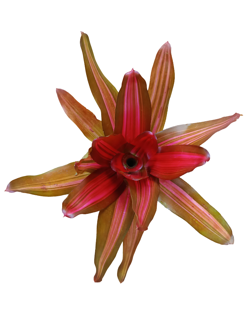 Neoregelia Vulcano Planta Natural Bromelia Ø12_0