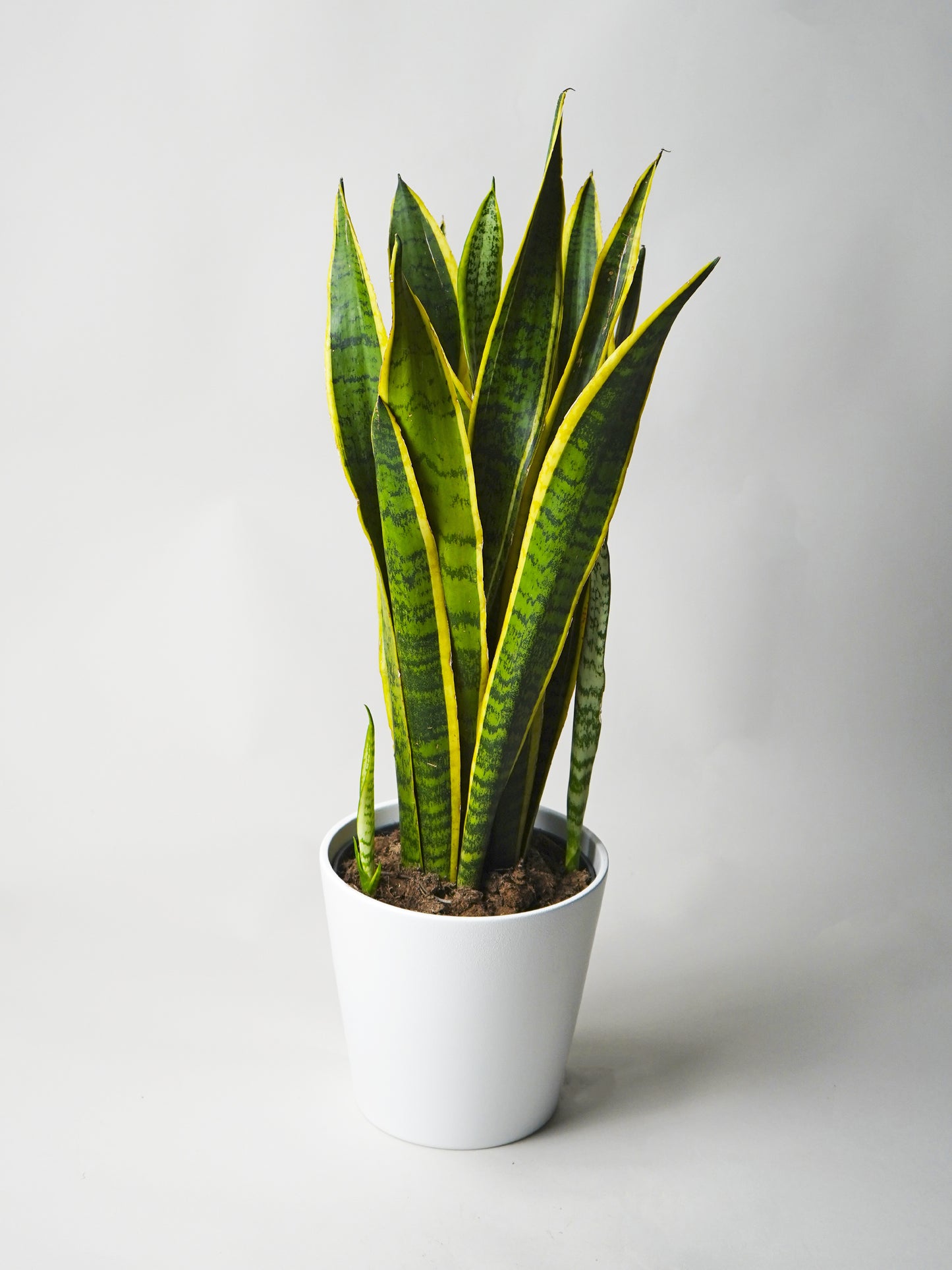 Sansevieria Laurentii O Lengua De Suegra